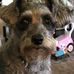 Donna Massa - Facebook