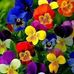 Donna Massa - Facebook