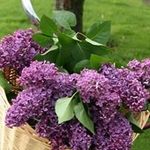 Donna Masterson - @boudiccax68 - Instagram
