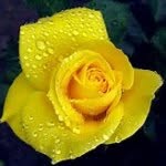 Donna Mateer - @drm6585 - Instagram