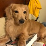 Donna Matheny - @texasteckels - Instagram