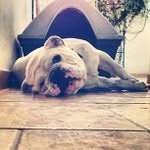 Donna Mathewson - @araforlifebyte - Instagram