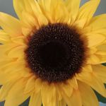 Donna mattera - @carrd72952 - Instagram