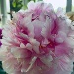 Donna McCain - @dmcc_32 - Instagram