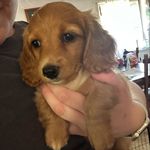 Donna McCune - @frankie_and_charlie_minidoxie - Instagram