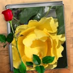 Donna McElfresh - Facebook