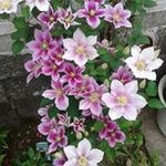 Donna McEvoy - @donna.mcevoy.7777 - Instagram