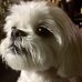 Donna McSwain - Facebook