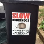 Donna Merchant - @hedgehogsindorset - Instagram