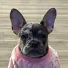 Donna The Merle Frenchie - @donnathemerlefrenchie - TikTok