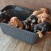 Pups Donna &amp; Merle - Facebook