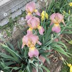 Donna Michaud - Facebook