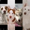 donna.aslan.logan.miley - @aslan.donna.logan.miley - TikTok