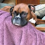 Donna Palermo Milley - @dmilley4 - Instagram