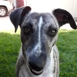Donna, Kim & Monty - @dandk_housesitters - Instagram