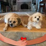 Donna Morelli - @donnalmorelli - Instagram