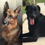 Moritz Y Donna 🐾 - @moritz.donna - Instagram