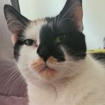 Bella Donna Munroe - @belladbopcat2u - Instagram