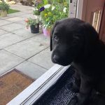 Donna Murrell - @buzz_lab2018 - Instagram