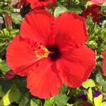 Gramzie - @donna_needham - Instagram