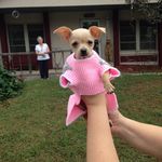 Donna Neff - @adlservicedogs01 - Instagram