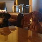 Donna Noyes Shelton - @donnanoyesshelton - Instagram
