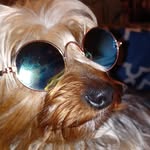 Donna Nugent - @b.a.y.dog1 - Instagram