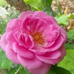 donna odle - @donnarosalind0 - Instagram
