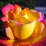 Donna Pannell - @dfpanl - Instagram