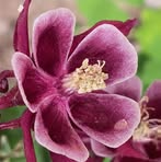 Donna Parkhurst - Facebook