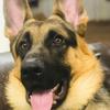 JERSEY’S TROOPER VON LOKI - @donnapavlik - TikTok