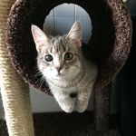 Donna Peacock - @donnathebirdcat - Instagram