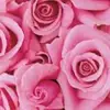 DonnaPearl_j3lu - @donnapearl_j3lu - TikTok