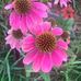 Donna Pease - Facebook