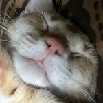 Donna Pfeffer - @donnabella2 - Instagram