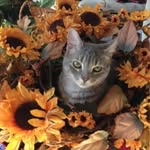 Donna Pilato - @dppilato - Instagram