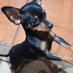 Priscila Sousa - @donnapincherbaby - Instagram