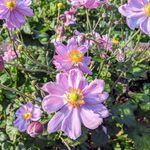 Donna Pinkstone - @donnapinkstone - Instagram