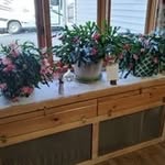 Donna Plankey - @donnaplankey - Instagram