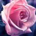 Donna Platt - Facebook