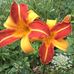 Donna Farrin Plummer - Facebook