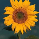 Donna Plunkett Vielehr - @dpv9911 - Instagram