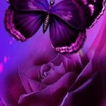 Donna Brewer - @donnapogue161 - Instagram