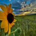 Donna Polhamus - Facebook