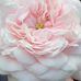 Donna Pomeroy - Facebook
