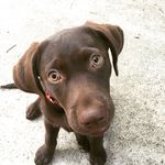 Donna Post - @maisiethechocolatelab - Instagram