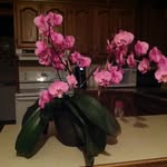 Donna Pride - @pride_donna1960 - Instagram