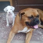 Donna 🍩 & Prince👑 Chili🐶 Patico🐶 - @donnaprince2658 - Instagram