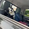 donnapyette - @sarniahumane - TikTok