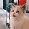 quiz - @donna.lpye - TikTok
